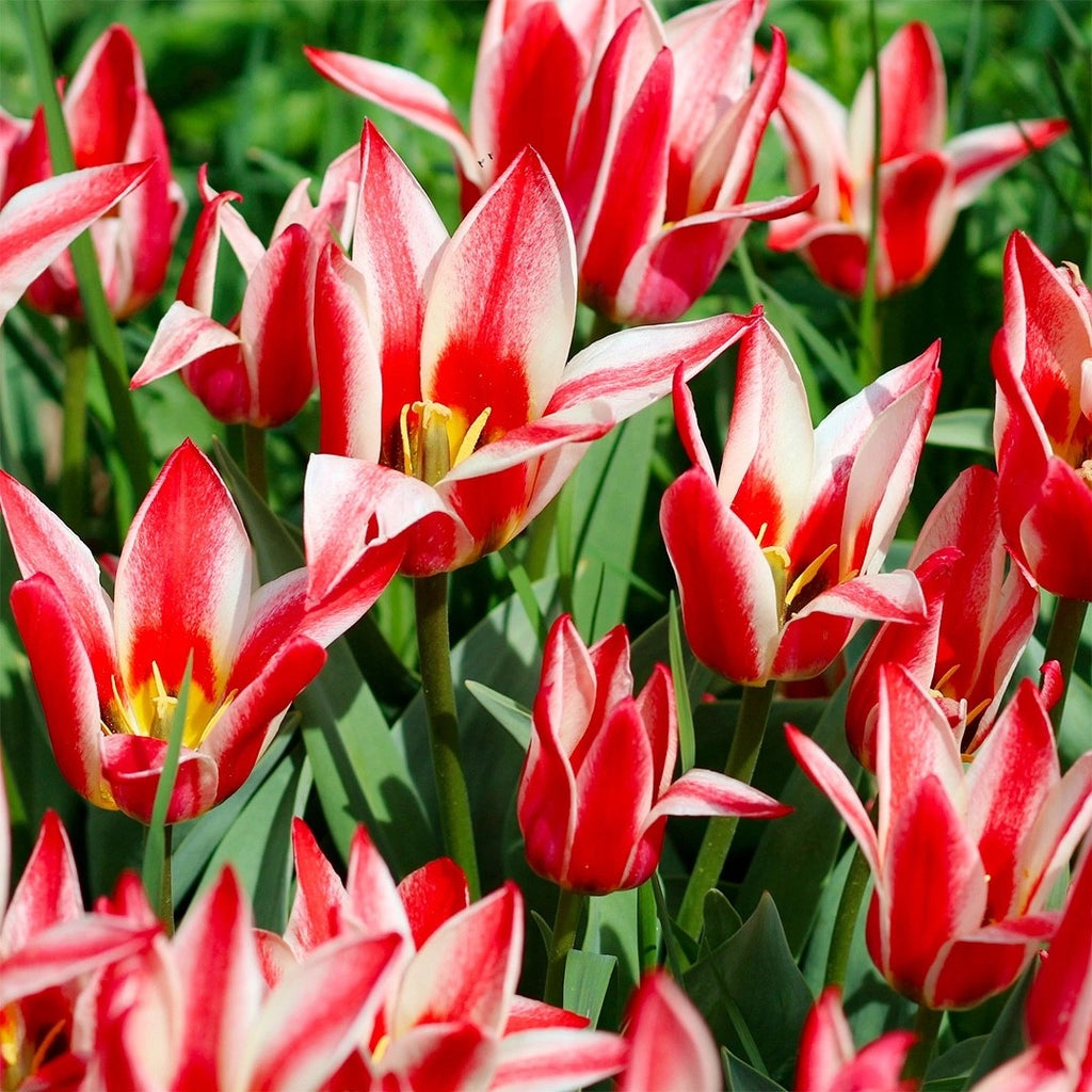 15x Dwarf Tulip Pinocchio 10/11cm Bulbs Autumn Planting Pre-Order