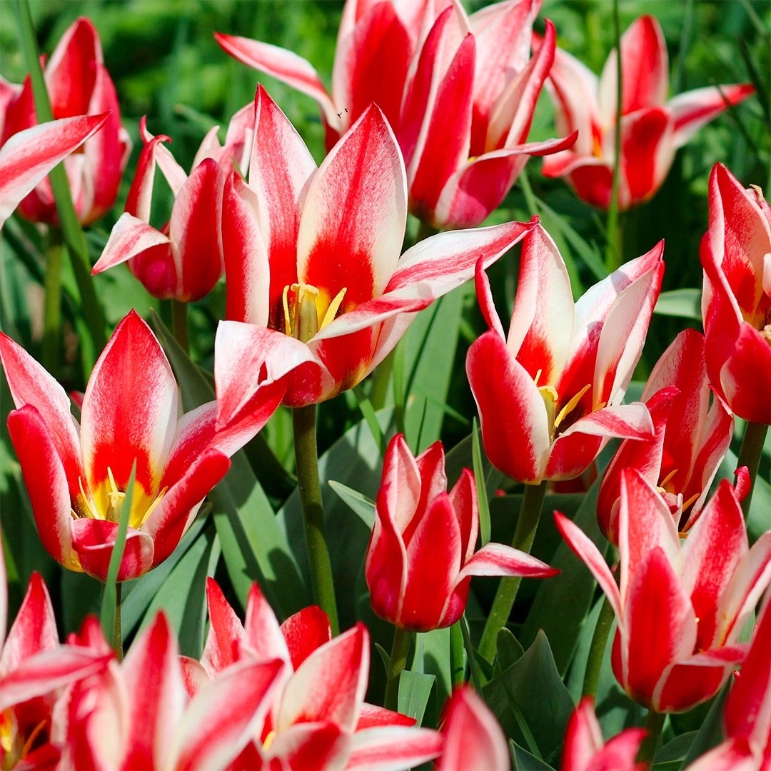 15x Dwarf Tulip Pinocchio 10/11cm Bulbs Autumn Planting Pre-Order