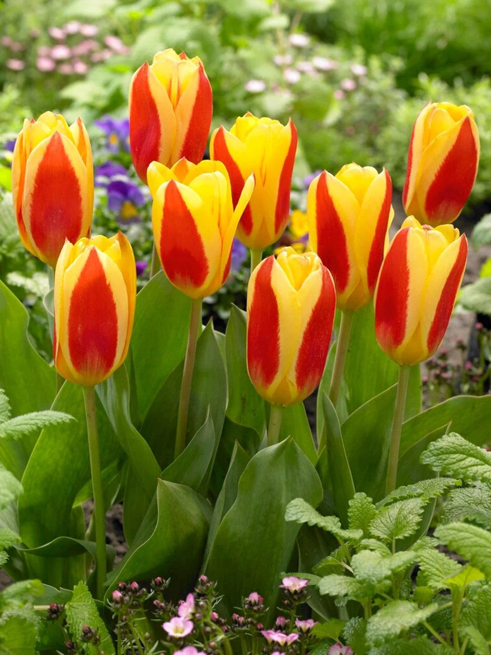 15x Dwarf Tulip Stresa 10/11cm Bulbs Autumn Planting Pre-Order