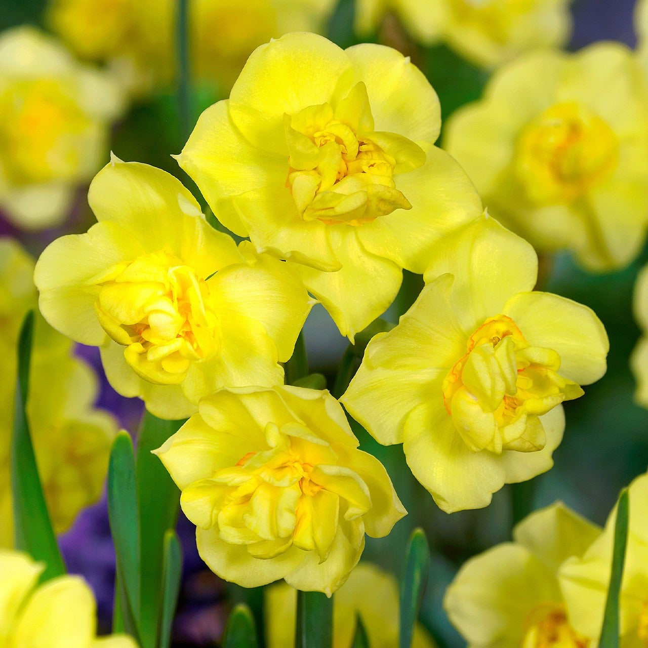 15x Daffodil Yellow Cheerfulness Bulbs Double Scented Spring Narcissus
