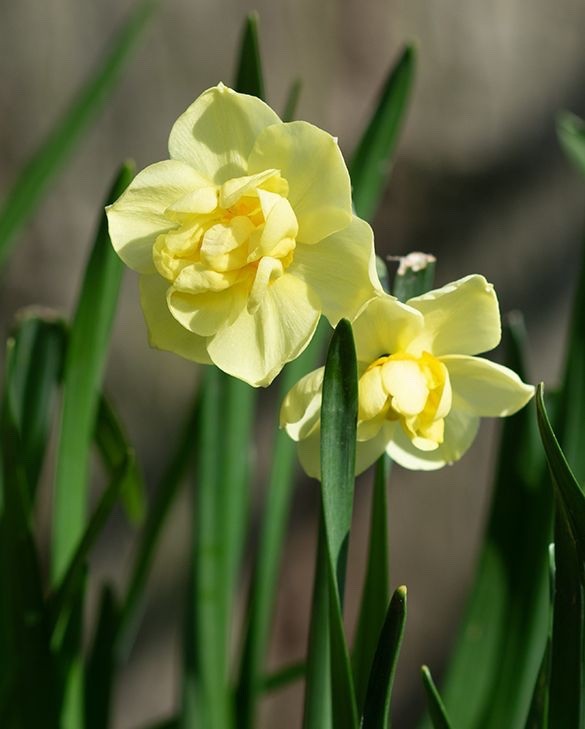 15x Daffodil Yellow Cheerfulness Bulbs Double Scented Spring Narcissus