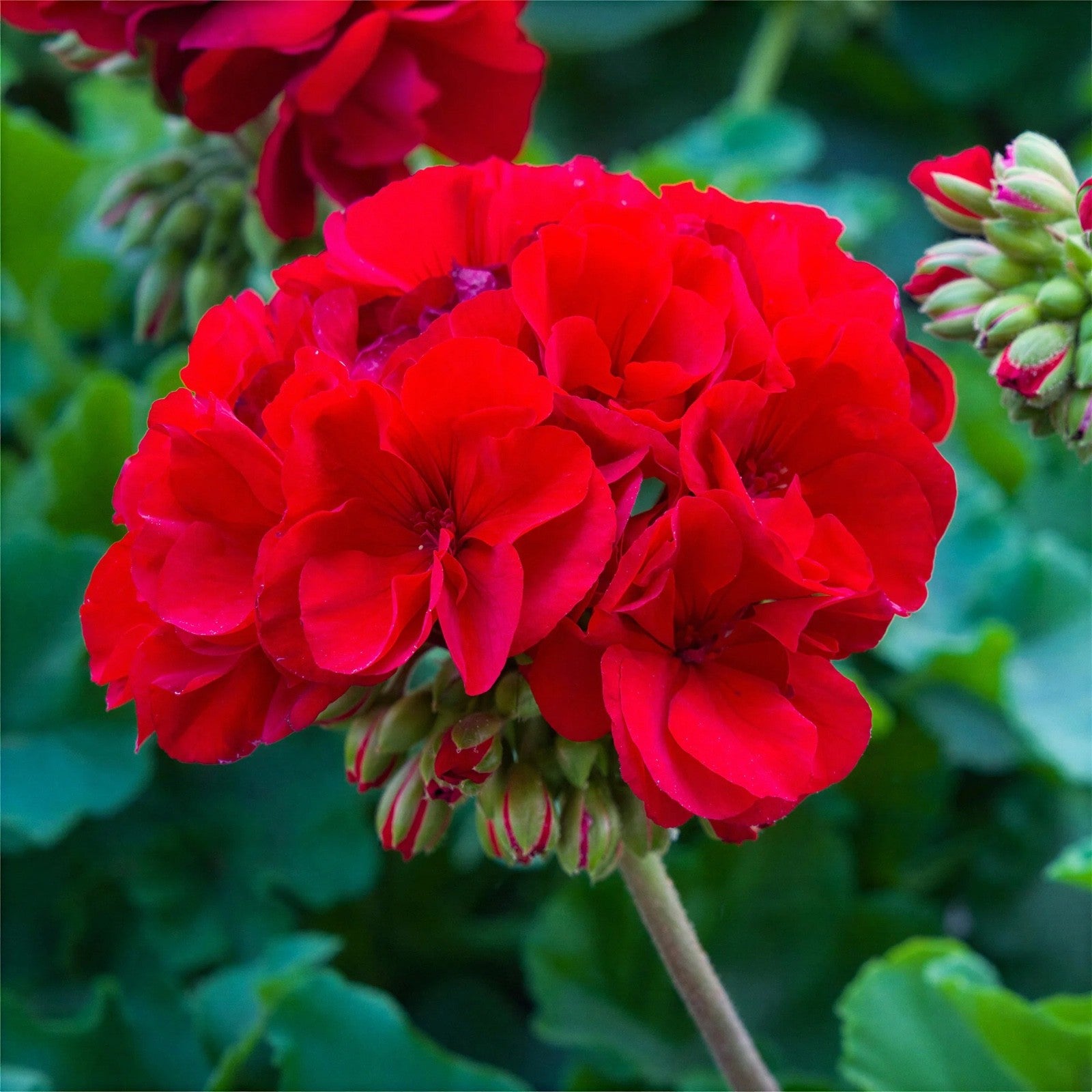 3x Geranium Bernd Dark Red Plants 10.5cm Pots Summer Bedding Flowers