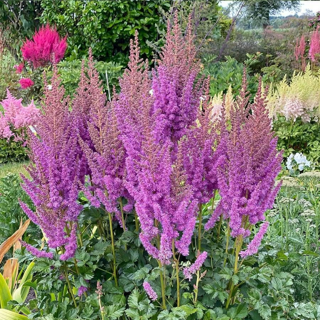 4 x Astilbe Violet Bulbs - Elegant Plumes Perfect for Shaded Areas