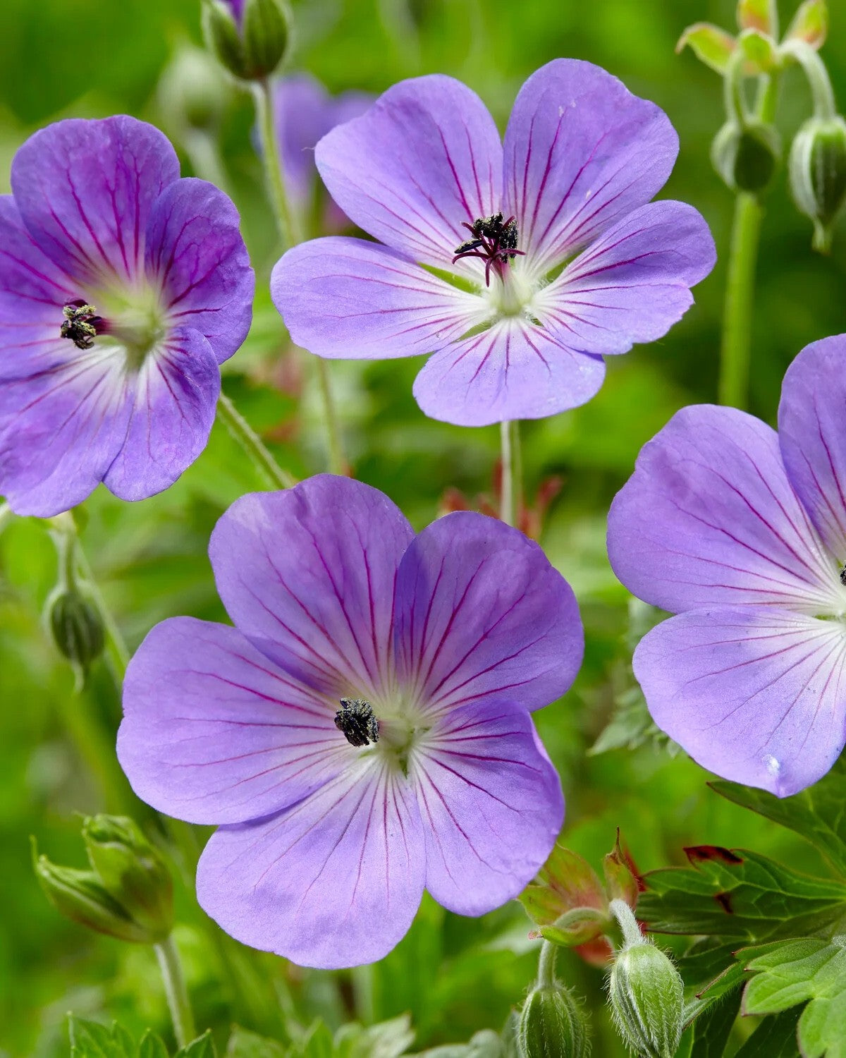 2x Geranium Rozanne 9cm Pots RHS AGM Plant of Centenary Hardy Perennial