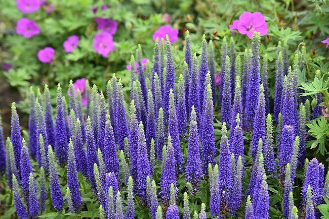 Veronica Spicata 'Royal Candles' - PREMIUM Hardy Perennial in 3 litre pot