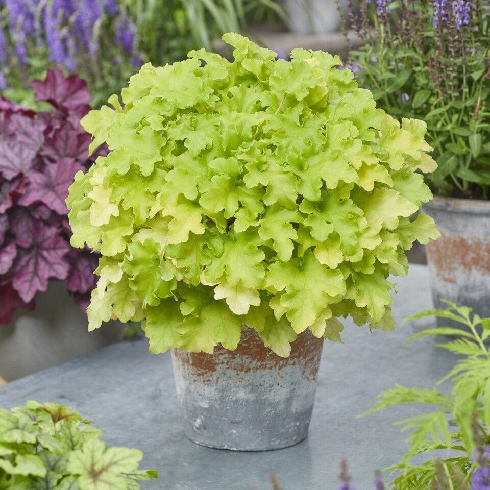 Heuchera Lime Marmalade - Coral Bells garden perennial plant in 1.5 Litre pot