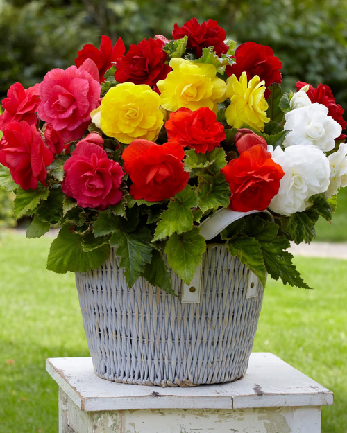 12 x Begonia Fimbriata Mix Summer Bulbs -Bright Seasonal Perennial Garden Plants