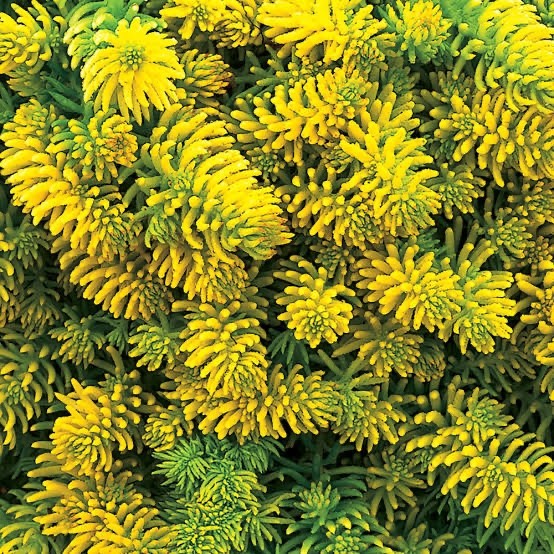 2x Sedum Angelina Plants 9cm Pots Hardy Evergreen Ground Cover Yellow Flowers