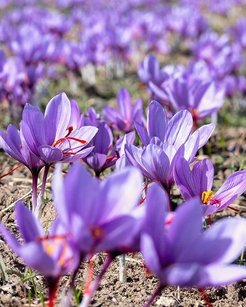 15x Crocus Sativus Bulbs 10cm+ Autumn Flowering Saffron Crocus Bulbs