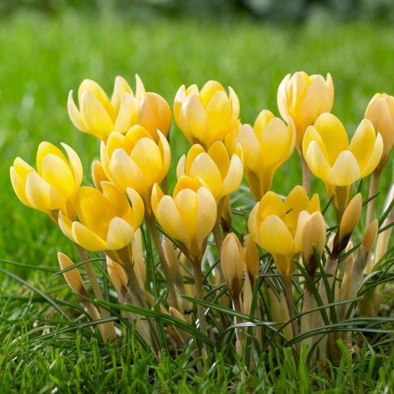 25x Crocus Romance Bulbs Spring Flowering Yellow Garden Bulbs Autumn Planting