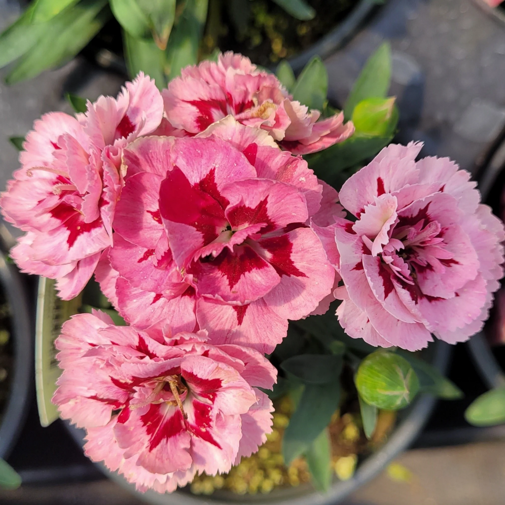 2 x Dianthus Oscar 'Purple Star' -  Carnation Garden Plants in 10.5cm Pots