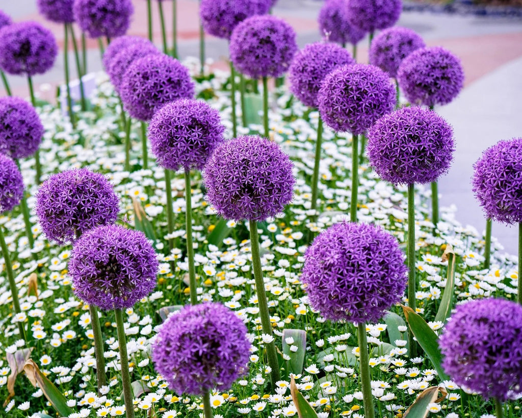 Allium Globemaster Bulbs 24cm+ Giant Purple Ornamental Flower Perennial