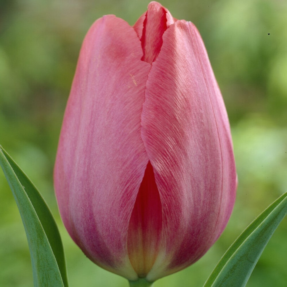 10x Tulip Van Eijk Bulbs 10/11cm Rose Pink Spring Flowering Garden Tulips
