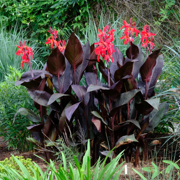 4 x Canna Red Futurity Bulbs - Lily Tropicanna Lush Burgundy Foliage