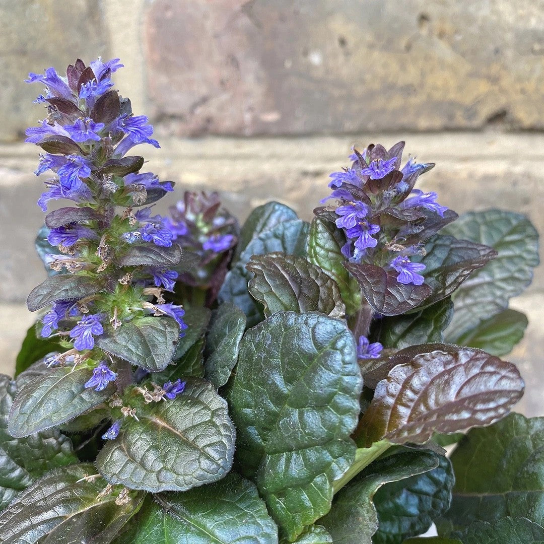 2x Ajuga Braunherz Plants 9cm Pots Hardy Ground Cover Blue Flowers Perennial