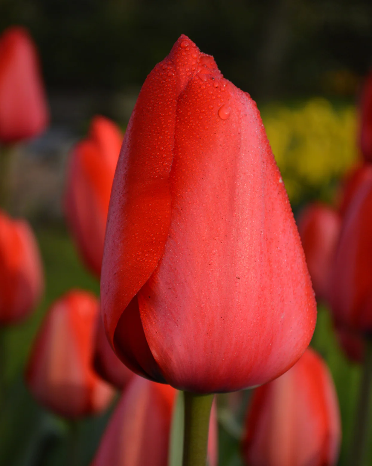 15x Tulip Red Impression Bulbs Large Red Spring Flowering Autumn Planting