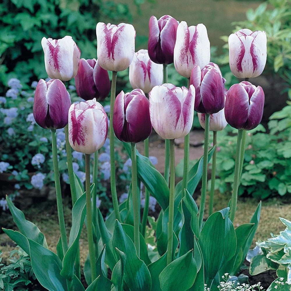 10x Tulip Shirley Bulbs 10/11cm White Purple Spring Flowering Garden Bulbs