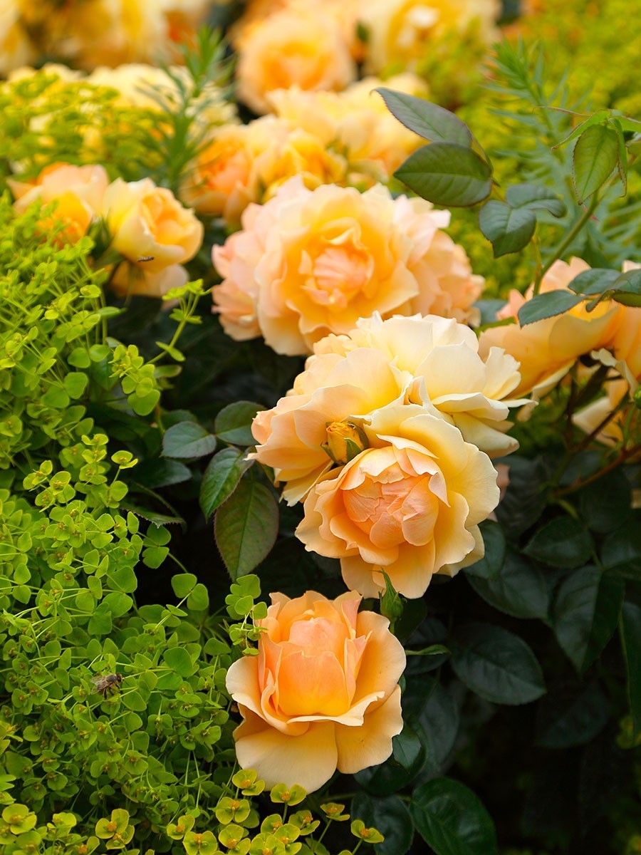 Rose "Queen Bee" - PREMIUM Yellow-Amber Fragrant Bush Rose in 5 Litre Pot