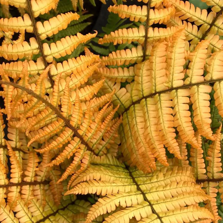 Dryopteris Erythrosora - Rosy Buckler Japanese Shield Autumn Fern in 2ltr pot