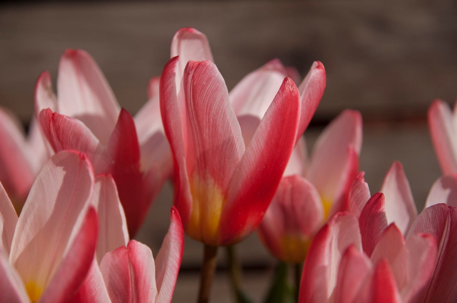 15x Dwarf Tulip Hearts Delight 10/11cm Bulbs Autumn Planting Pre-Order