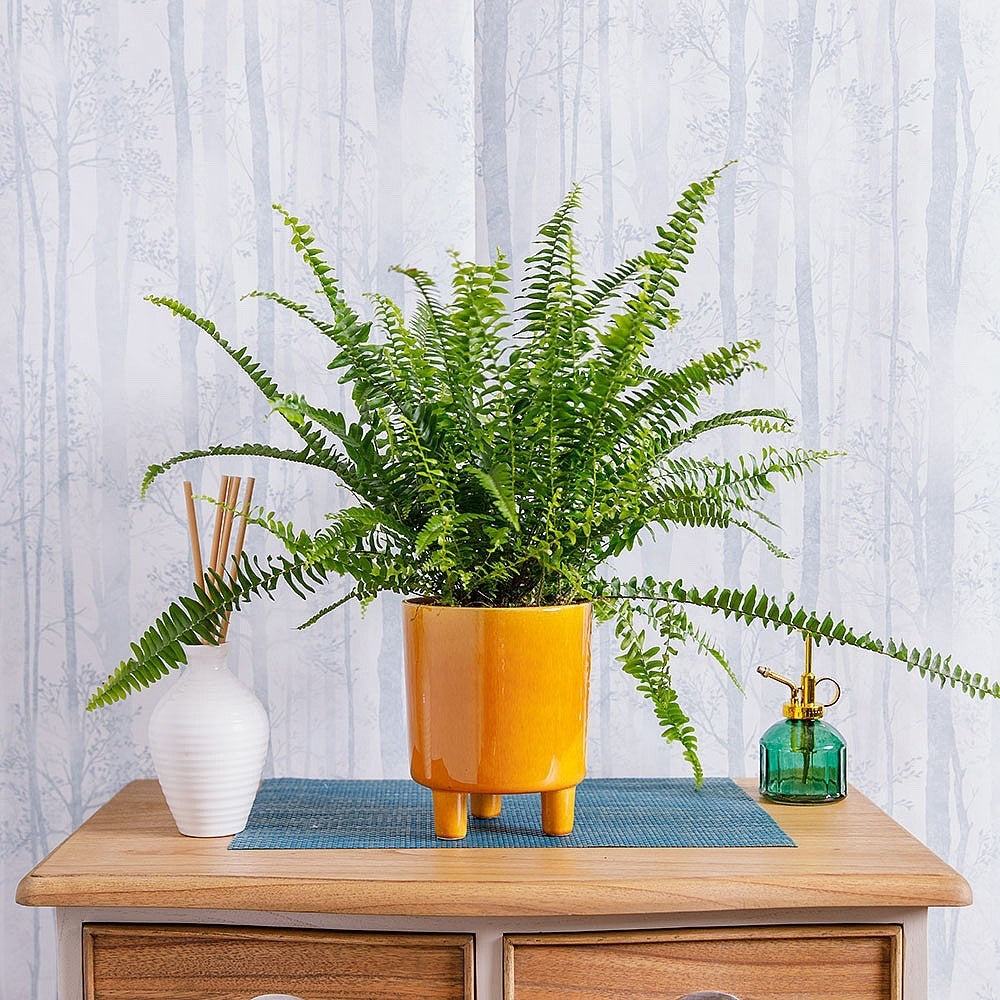 2 x Boston Fern Nephrolepis Exaltata 9cm Pot Air Purifying House Plant