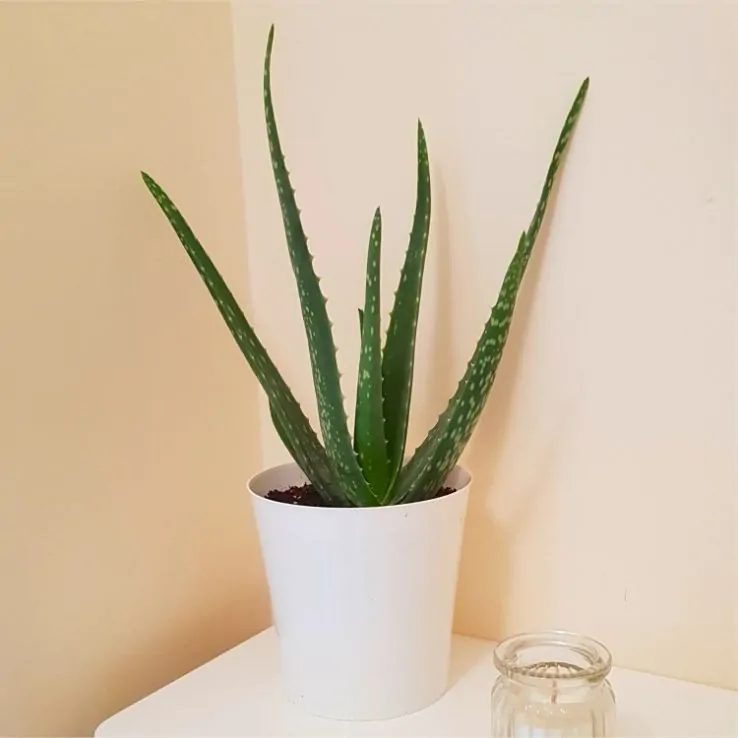2x Aloe Vera Plant Succulent Indoor House Plants Easy Care