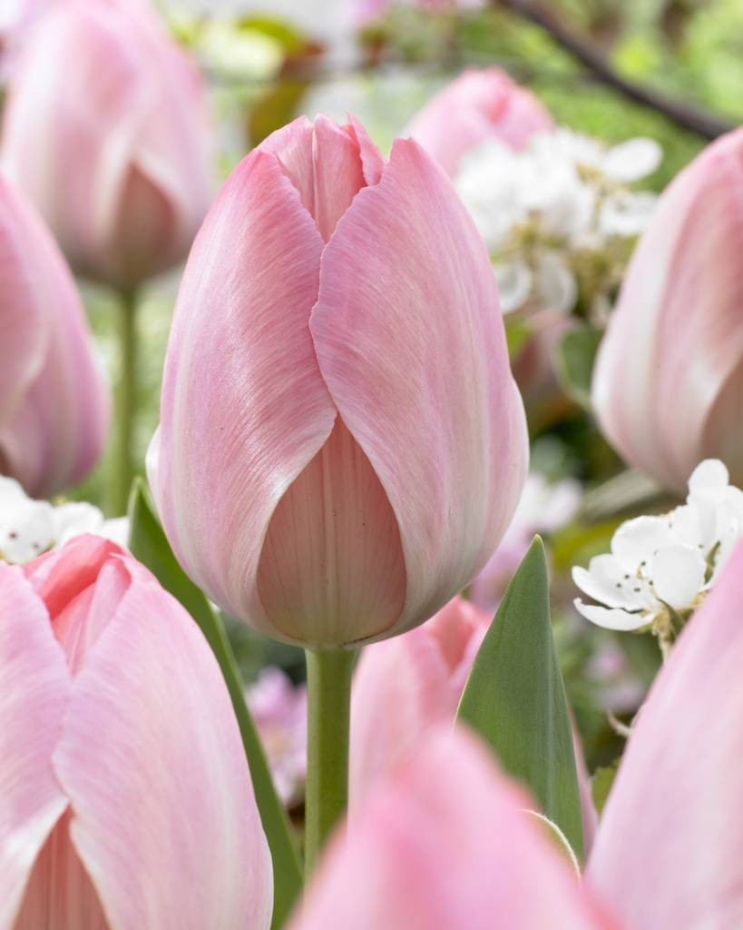 10x Tulip Van Eijk Bulbs 10/11cm Rose Pink Spring Flowering Garden Tulips