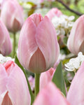 10x Tulip Van Eijk Bulbs 10/11cm Rose Pink Spring Flowering Garden Tulips