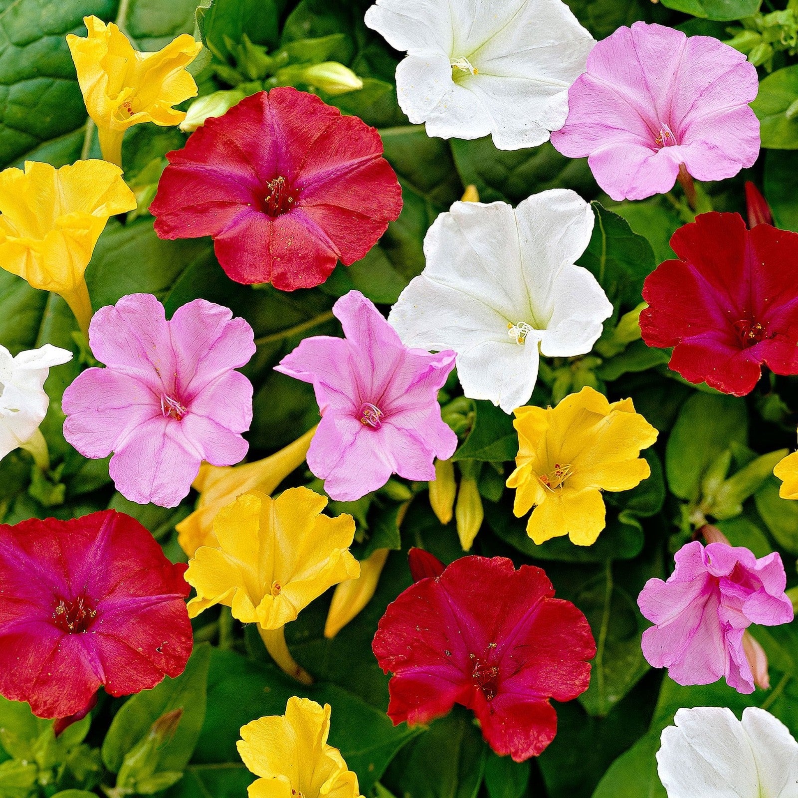 4 x Mirabilis Jalapa Mixed Bulbs - Marvel of Peru Colourful and Fragrant Blooms