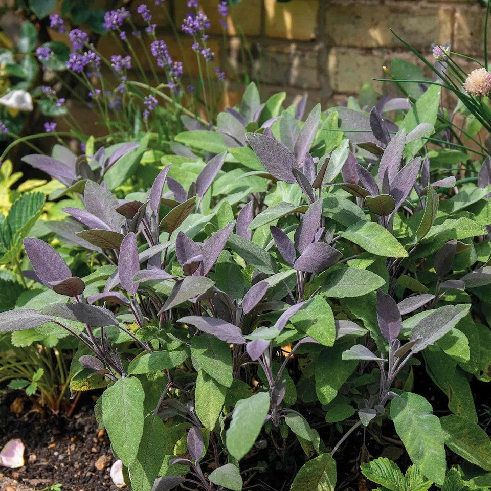 2 Purple Sage Plants 9cm Pots Award Winning Aromatic Mediterranean Herb