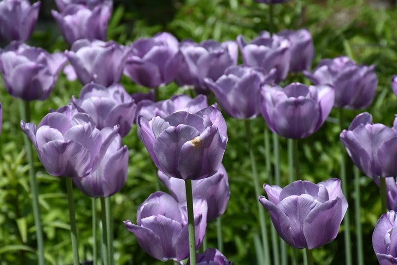 10x Tulip Blue Aimable Bulbs 10/11cm Lilac Purple Spring Flowering Tulips