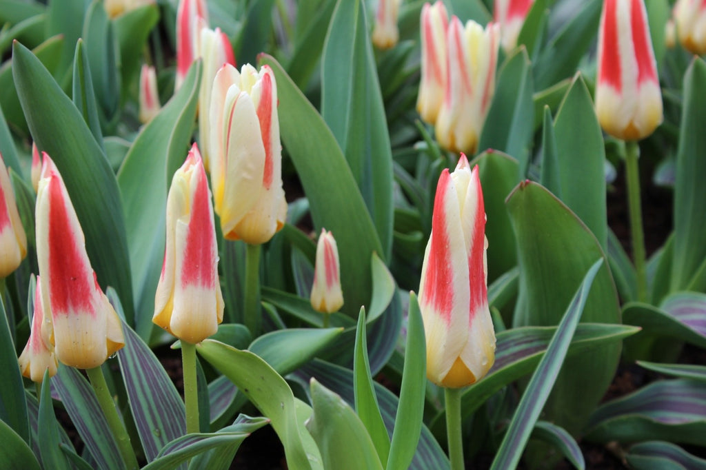 15x Dwarf Tulip Johann Strauss 10/11cm Bulbs Autumn Planting Pre-Order