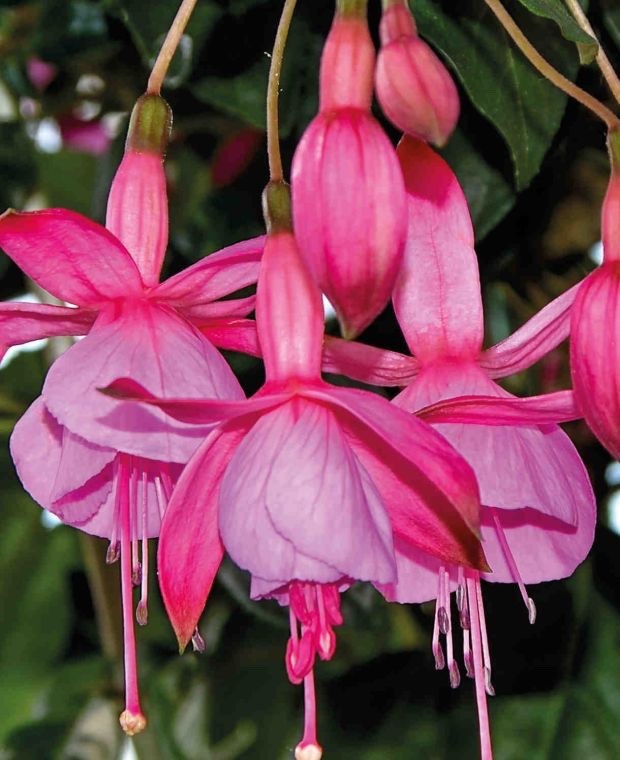2 x Fuchsia 'Display' - Vibrant Two-tone Pink Hardy Perennial in 10.5cm pot