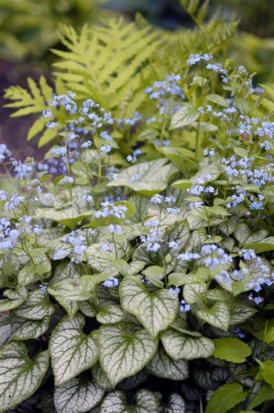 Brunnera macrophylla 'Jack Frost' 3 Litre potted - Siberian Bugloss plant