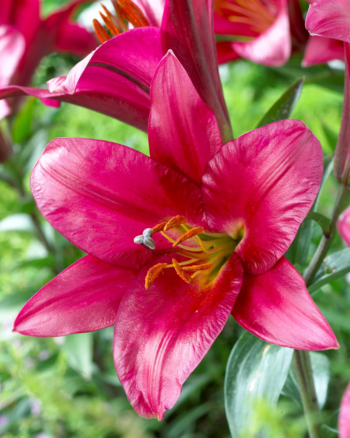 4 x Lily Purple Prince Bulbs - Like a Tree Giant Lilies