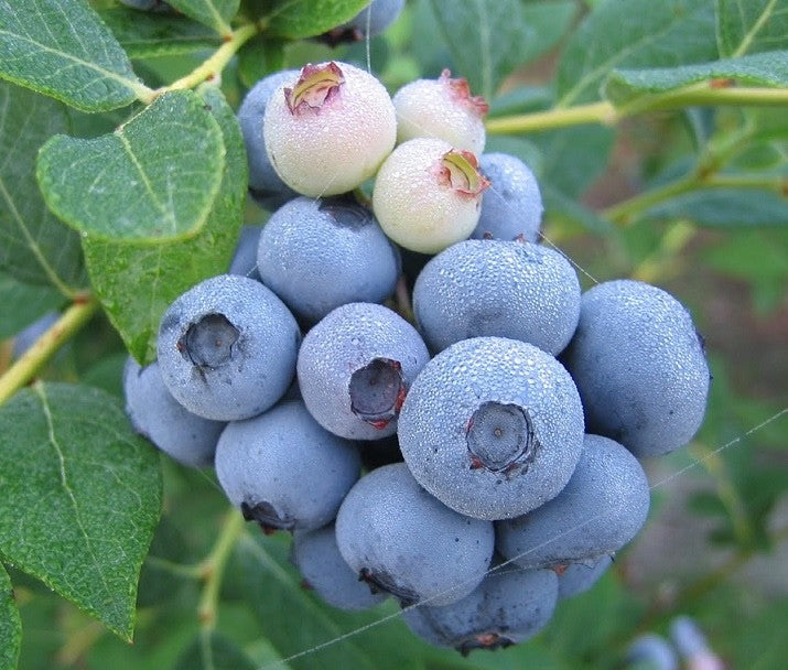 2 x Blueberry Bush 'Duke' Plant in 1L Pot - The king of Vaccinium heavy yielding