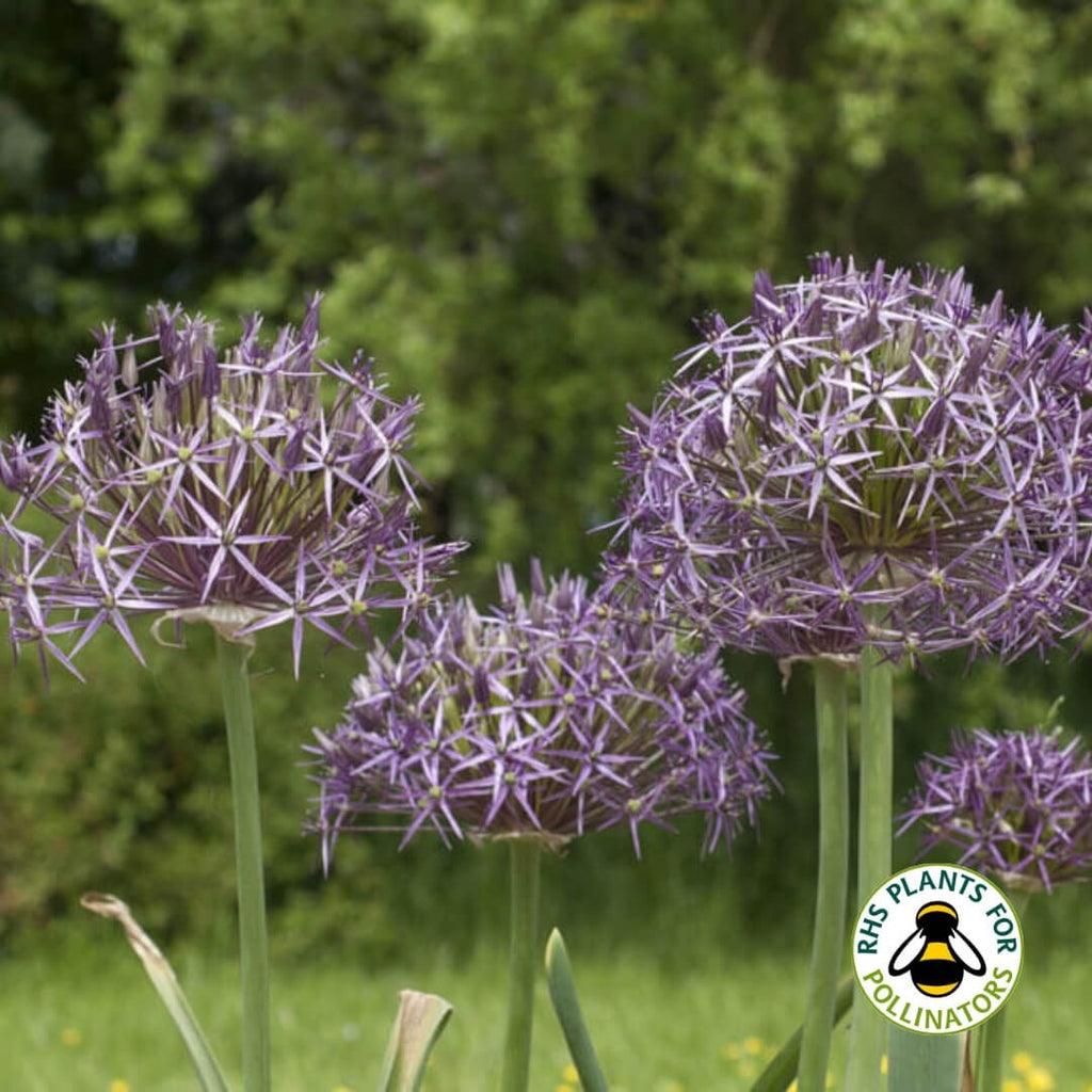 10x Allium Christophii Bulbs 14/16cm Star Flower Ornamental Garden Perennial