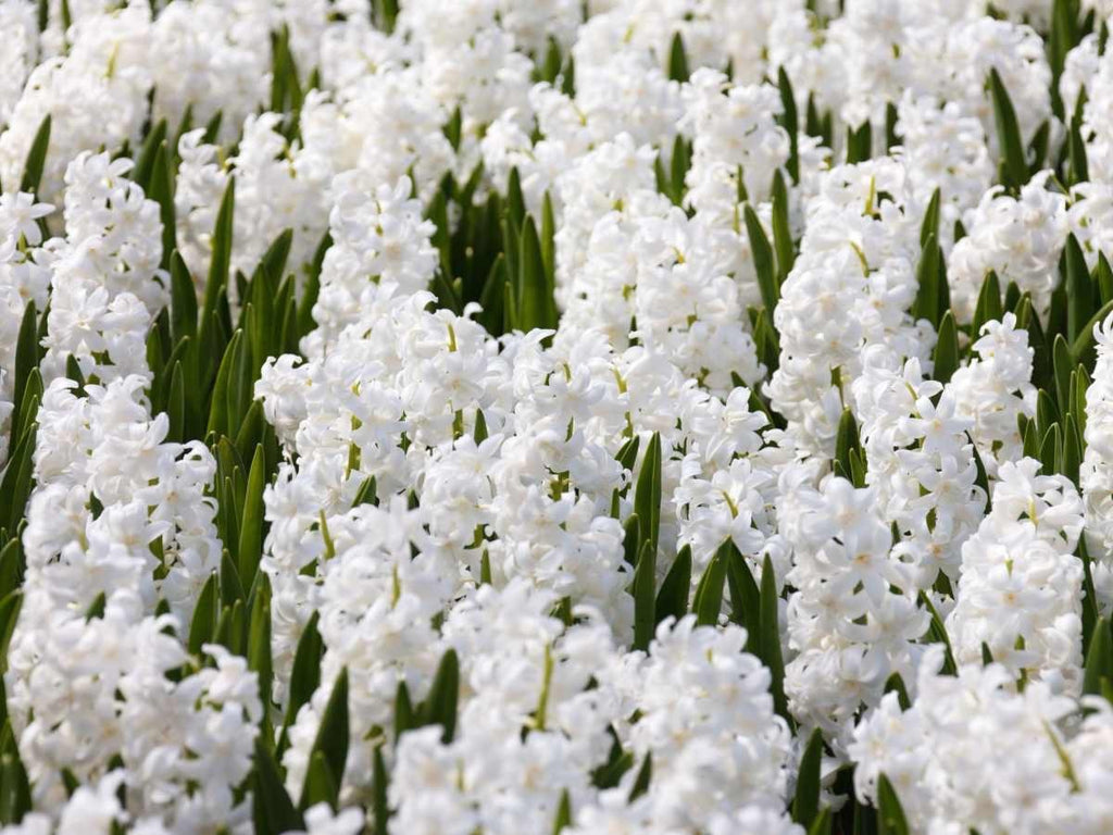 5x Prepared Hyacinth White Pearl 16/17cm Indoor Bulbs Christmas Pre-Order