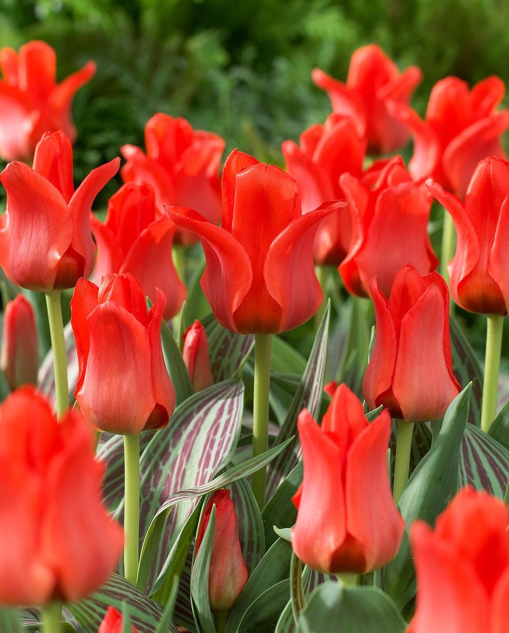 15x Dwarf Tulip Red Riding Hood 10/11cm Bulbs Autumn Planting Pre-Order