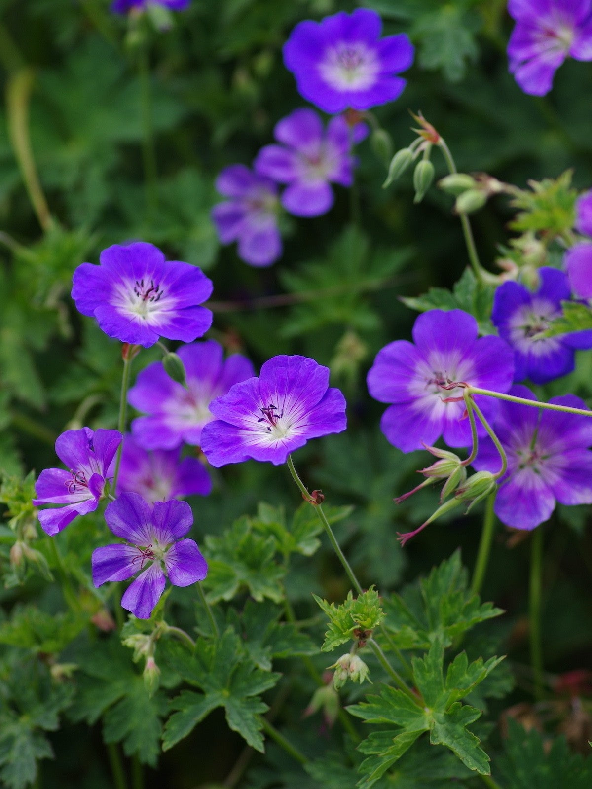 2x Geranium Rozanne 9cm Pots RHS AGM Plant of Centenary Hardy Perennial