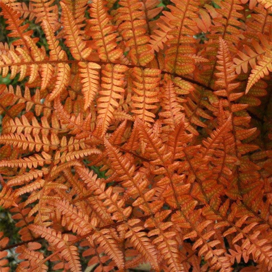 Dryopteris Erythrosora - Rosy Buckler Japanese Shield Autumn Fern in 2ltr pot
