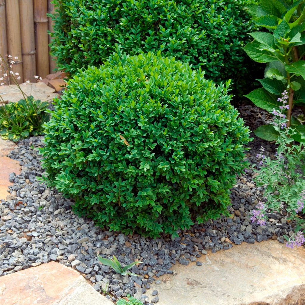 3 x Buxus Sempervirens Hedging Plants -  Evergreen Box Hedge in 9cm pots