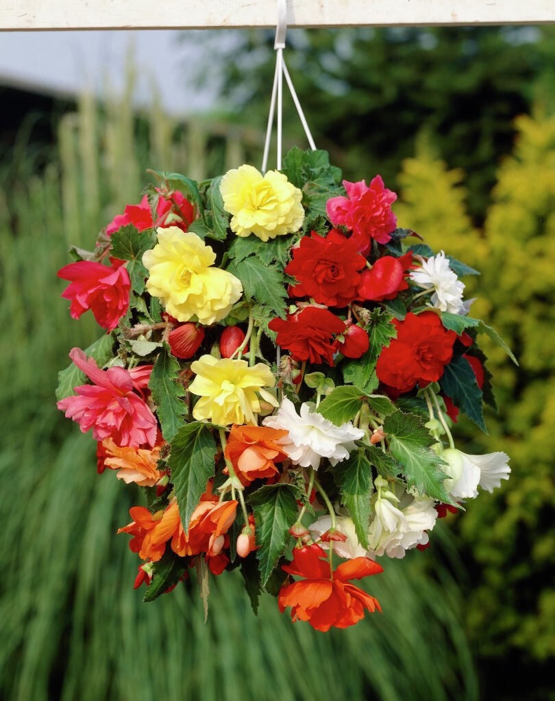 8 x Begonia Pendula Red and Yellow Mixed Bulbs - Great in hangings baskets