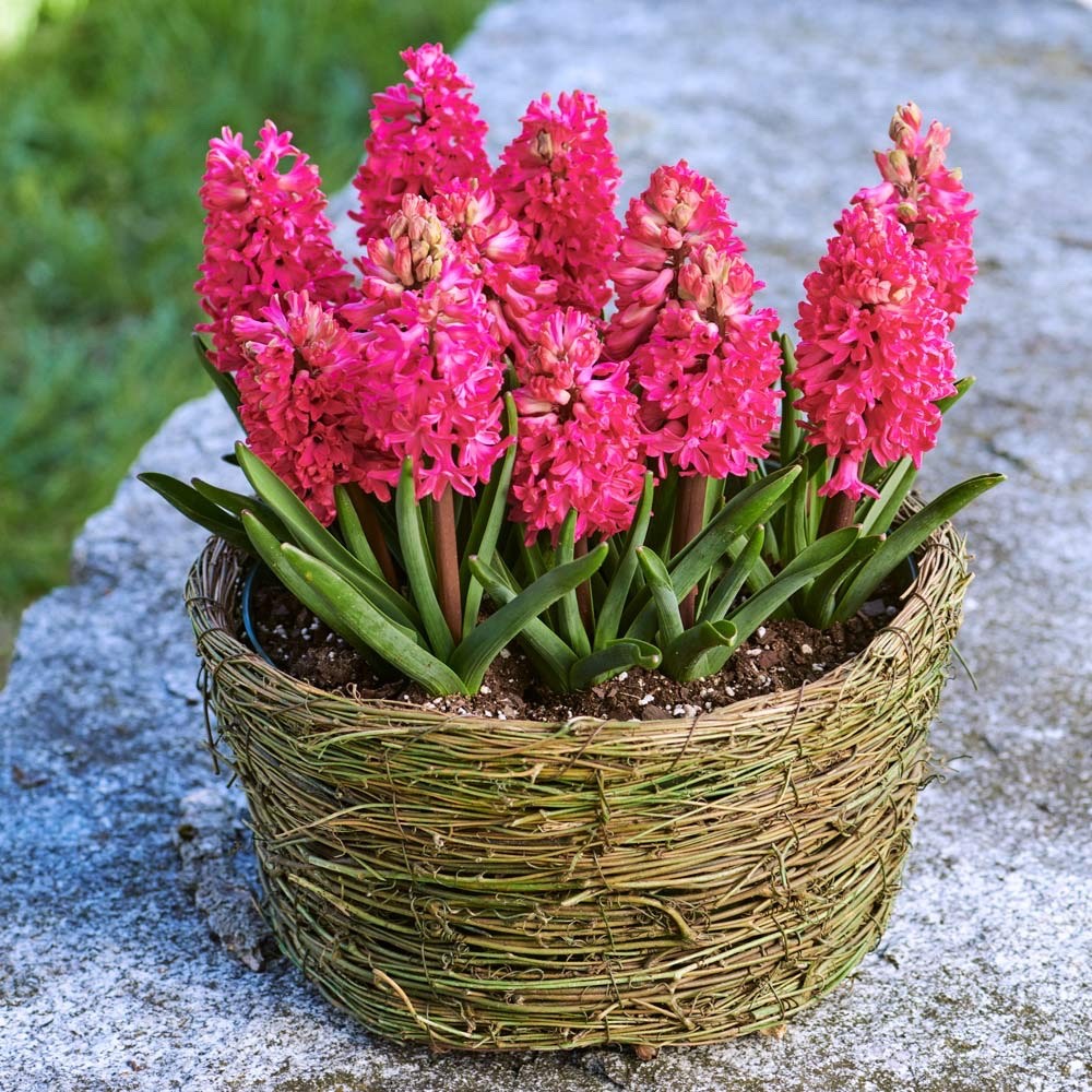 5x Prepared Hyacinth Jan Bos 16/17cm Indoor Christmas Bulbs Pre-Order