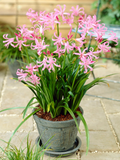 4 x Nerine Bowdenii bulbs - Fragrant Pink Guernsey Lily Excellent Cut Flowers