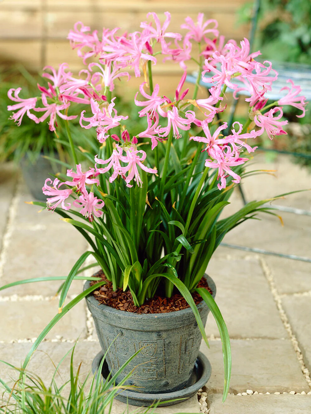 4 x Nerine Bowdenii bulbs - Fragrant Pink Guernsey Lily Excellent Cut Flowers