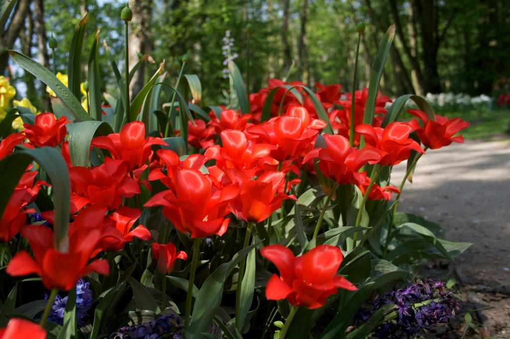 15x Dwarf Tulip Red Riding Hood 10/11cm Bulbs Autumn Planting Pre-Order