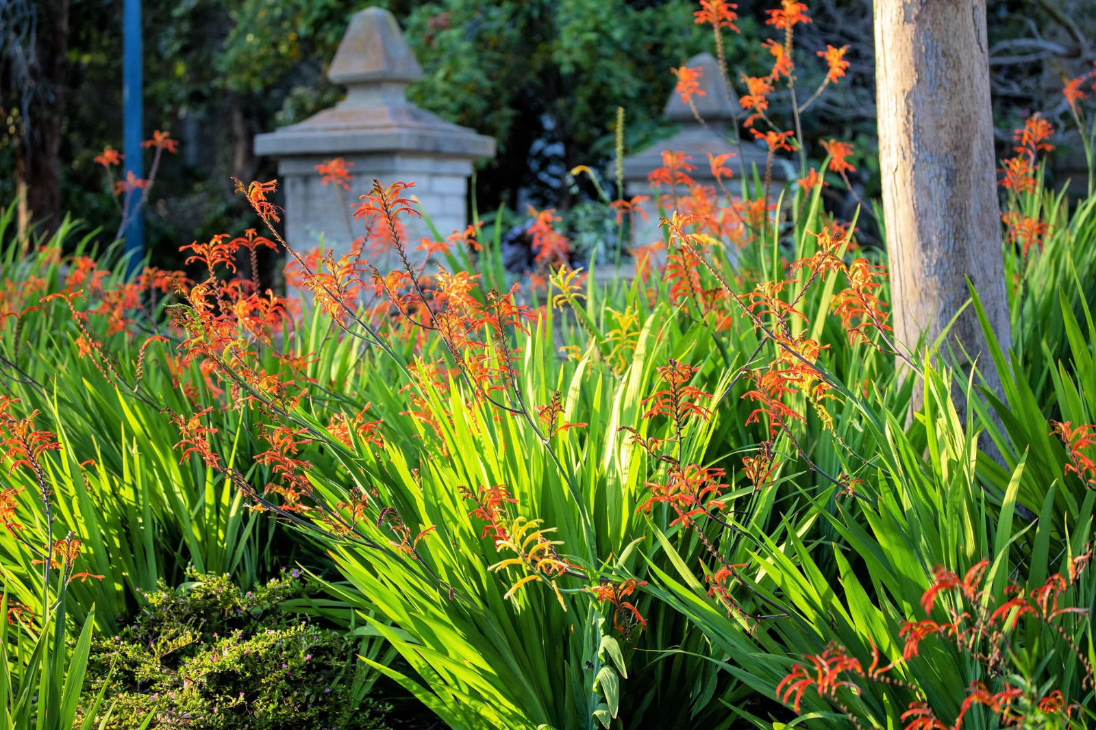 4 x Chasmanthe Floribunda African Flag Bulbs - Cobra Lily Stunning Perennial