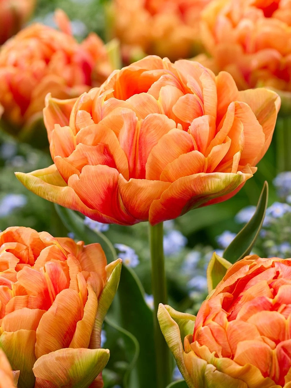10x Double Early Tulip Orange Nassau 10/11cm Bulbs Pre-Order Autumn Planting
