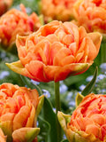 10x Double Early Tulip Orange Nassau 10/11cm Bulbs Pre-Order Autumn Planting